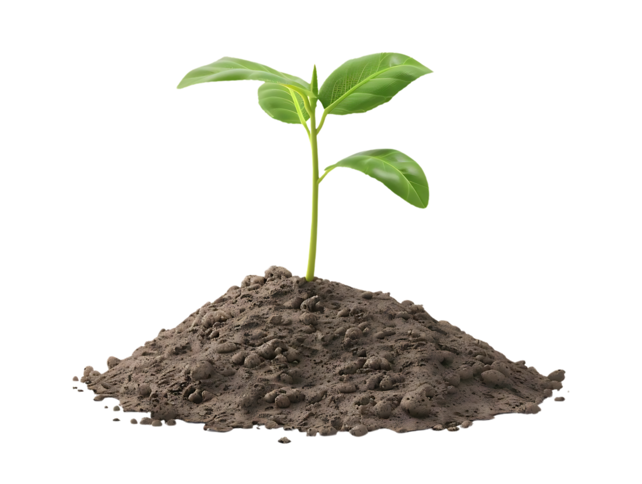 seedling